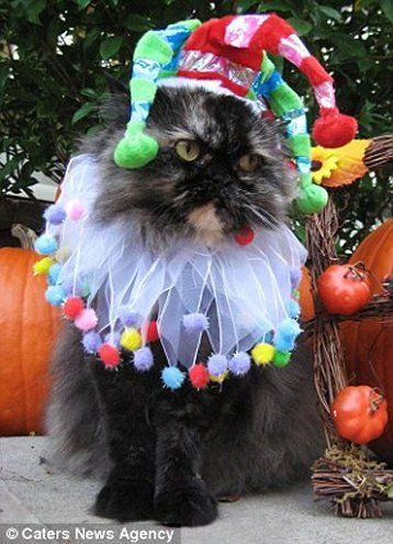 Just paw-ful: Hoot can't see the funny side of her 'Jester' headgear Cat Jester, Halloween Costumes For Pet, Diy Pet Costumes, Dog Party Hat, Dog Birthday Hat, Jester Costume, Jester Hat, Pet Halloween Costumes, Dog Party