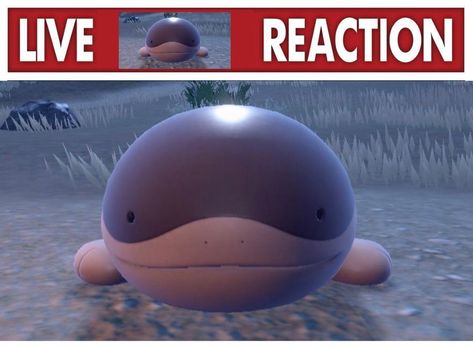 clodsire looks at screen Live Reaction, Pokemon Memes, Pokemon Funny, Pokemon Teams, Silly Images, Pokemon Games, My Pokemon, Silly Pictures, Pokemon Pictures