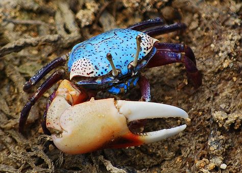 fiddler crab Fiddler Crab, Crab Stuffed Shrimp, Crab Art, Crab And Lobster, Beautiful Sea Creatures, Underwater Creatures, Exotic Fish, Hermit Crab, Aquatic Animals