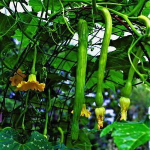 Trellised squashes and melons. I need to do this so they stop taking over my yard. Vertical Vegetable Gardens, Vertical Vegetable Garden, Vertical Gardening, Vertical Gardens, Garden Veggies, Have Inspiration, Small Space Gardening, Vegetable Gardening, Garden Trellis