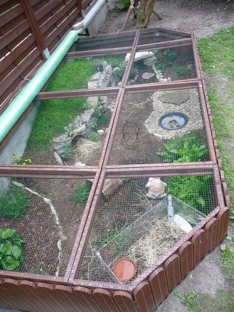 Reptile Decorations, Lizard Enclosure, Tartaruga Habitat, Outdoor Tortoise Enclosure, Turtle Enclosure, Dragon Tamer, Box Turtles, Bearded Dragon Cage, Bearded Dragon Habitat