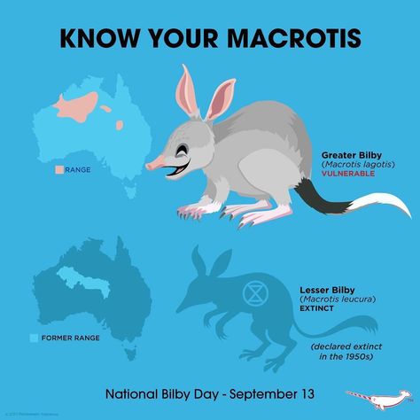 Peppermint Narwhal on Instagram: “#nationalbilbyday #macrotis #peppermintnarwhal” Pig Breeds, Wildlife Biologist, Fun Facts About Animals, Animal Conservation, Australia Animals, Curious Creatures, Animal Antics, Shadow Art, Endangered Animals