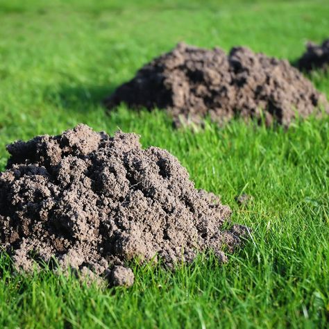 how to get rid of moles in yard Moles In Yard, Killing Japanese Beetles, Acer Rubrum, Japanese Beetles, Large Yard, Earthworms, Gardening Advice, Garden Tours, Yard Work