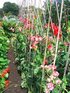 Greenhouse Inspiration, Pea Trellis, Small Holding, Allotment Garden, Flower Farms, Growing Sweet Peas, Growing Cut Flowers, South Coast Nsw, Valley Cottage