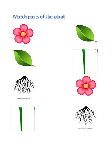 Parts Of Plant Worksheet, Plant Worksheet, Preschool Activity Sheets, Hindi Poems For Kids, Plants Kindergarten, Parts Of The Plant, Plants Worksheets, States Of Matter Worksheet, Gardening Activities