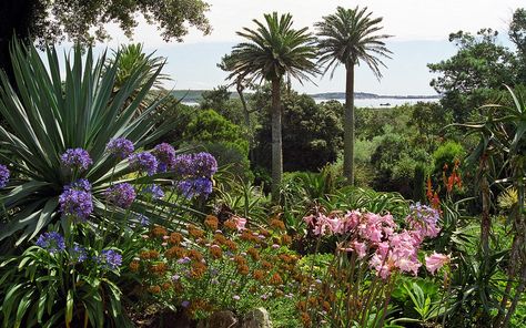 Tresco Abbey Gardens, Coastal Cottages, Scilly Isles, Architectural Plants, Great Western Railway, Gulf Stream, Street Trees, Coastal Gardens, Great Western