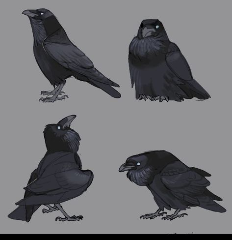 Corvid Photography, Raven Drawing Reference, Crow Fursona, Raven Character Design, Cute Crow Art, Raven Drawing, Crow Sitting, Crow Drawing, Crow Design