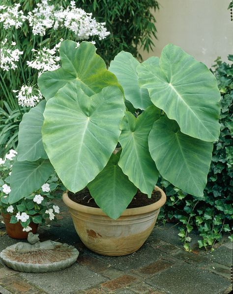 Elephant Ear Bulbs, Colocasia Esculenta, Plant Containers, American Meadows, Summer Flowering Bulbs, Elephant Ear Plant, Pool Decor, Elephant Ears, Container Flowers