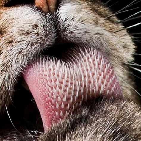 Tiger Tongue, Cats Photos, Tutorials Drawing, Progress Pictures, Animated Images, Big Cats, Drawing Reference, Art Tutorials, Pet Birds