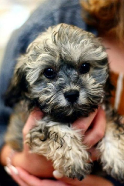 Voici les 10 races de chiens parfaites pour les personnes âgées. Il n’y a pas de meilleur colocataire et de compagnon de vie qu’un chien. Shih Tzu Poodle Mix, Mixed Puppies, Poodle Mix Puppies, Shih Tzu Poodle, Chien Shih Tzu, Yorkie Mix, Shih Poo, Cute Smiley Face, Shih Tzu Mix