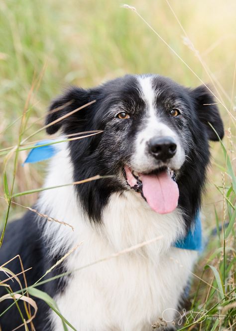 Meet Roy! An 18 year old border collie and read the story of his adventure filled life. Pet Photography, Senior Dog, Dog Photography, Border Collie, Pacific Northwest, Animal Photography, Newborn Photography, Year Old, The Story