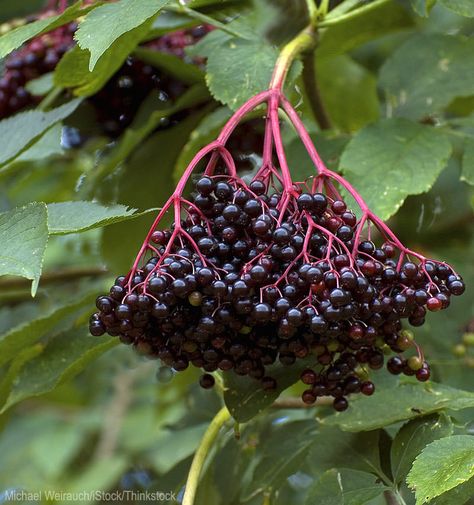 Seasonal Traditions, Homemade Booze, Fruit Liqueur, Elderflower Recipes, Elderberry Plant, Elderberry Bush, Homemade Elderberry, Rhubarb Strawberry, Elderberry Recipes