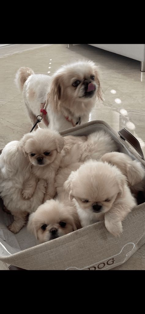 Pekingese Puppies For Sale, Puppy Pfp, Sketches Nature, Cute Dog Memes, Pekingese Puppies, Memes Dog, Animal Aesthetic, Wallpaper Dog, Nature Aesthetics