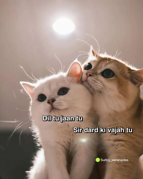 Me And My Cat Quotes, Inappropriate Quote, Funny Flirting Quotes, Romantic Good Morning Quotes, Cat Text, Funny Compliments, Aesthetic Profile Picture Cartoon Soft, Lame Jokes, Funny Words To Say