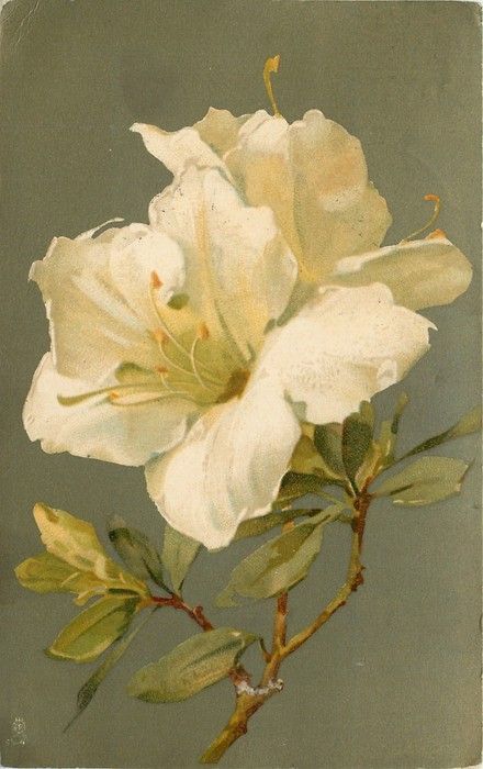 White Azaleas, Catherine Klein, White Azalea, Images Vintage, China Painting, Botanical Drawings, White Flower, Botanical Illustration, Botanical Art