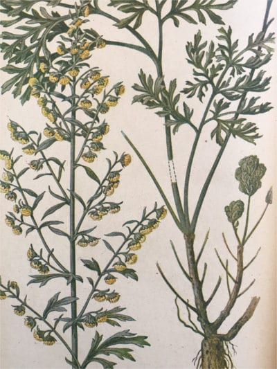 Wormwood Benefits, Elizabeth Blackwell, Illustration Botanique, Medicinal Plants, Botanical Illustration, Botanical Prints, Art Reproductions, High Quality Art Prints, Find Art