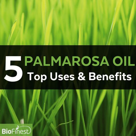 5 Reasons Why Palmarosa Essential Oil is the Oil for You Palmarosa Essential Oil Benefits, Essential Oil Hand Soap, Palmarosa Essential Oil, Doterra Recipes, Essential Oil Education, Essential Oils Collection, Healing Essential Oils, Yl Oils, Essential Oils Herbs