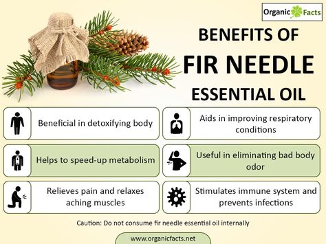 Some of the health benefits of fir needle essential oil include its ability to reduce pain, prevent infections, improve respiratory function, increase the metabolism, detoxify the body, and reduce body odor. Like so many popular essential oils, fir needle essential is extracted through a process of steam distillation from fir needles, primarily from the species Abies balsamea. The needles are the most important part of this plant, as that is where the active ingredients and powerful chemical ... Fir Needle Essential Oil, Bad Body Odor, Antibacterial Essential Oils, Terra Essential Oils, Essential Oils Guide, Speed Up Metabolism, Essential Oils Herbs, How To Make Oil, Body Condition