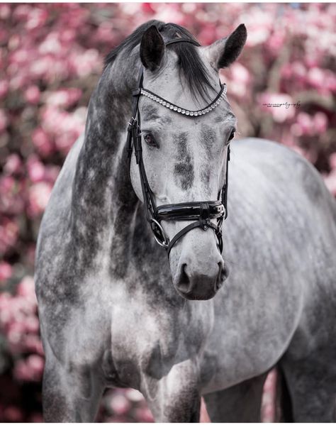 Warmblood Horses Jumping, English Horses, Dapple Grey Horses, Grey Horses, Dutch Warmblood, Warmblood Horses, Horse Riding Equestrian, English Horse, Horse Dressage