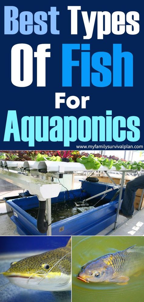 Hobby For Women, Best Fish For Aquaponics, Commercial Aquaponics, Aquaponics Greenhouse, Backyard Aquaponics, Cooking Fish, Aquaponics Fish, Aquaponics Diy, Hydroponics Diy