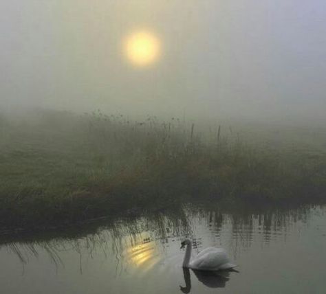 Gods Eye, Talented People, Morning Dew, Captured Moments, Good Morning Messages, Swans, Farm Life, Sunrise Sunset, The Rock