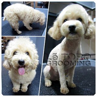 Toy Poodle Short Haircut, Toy Poodle Haircut Styles Short, Short Toy Poodle Haircut, Short Poodle Haircut, Poodle Teddy Bear Cut, Toy Poodle Haircut, Poodle Haircuts, Poodle Haircut Styles, Poodle Hair