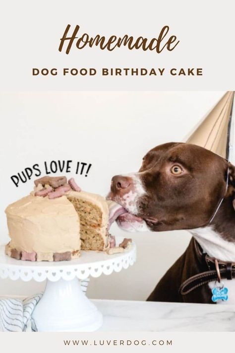 Top 10 Easy Homemade Dog Cake Recipes Dog Cake Recipe Easy, Homemade Dog Food Crockpot, Olive Recipe, Dog Cake Recipe, Dog Bday, Teddy Cake, Pup Treats, Homemade Icing, Dog Birthday Cake Recipe