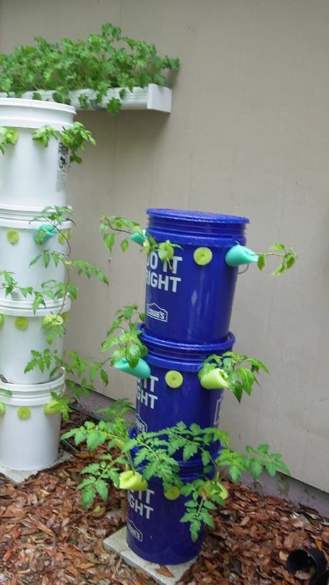 Tomatoes in garden tower. Experimenting with different plants and nutrients. Lots of fun ahead. #hydroponics #gardening #gardeningtips # | Keep on Growin' Home & Garden | Keep on Growin' Home & Garden · Original audio Tomatoes In Garden, Hydroponics Gardening, Growing Tomato, Raised Garden Beds Diy Vegetables, Garden Tower, Growing Tomato Plants, Beds Diy, Raised Garden Bed Plans, Hydroponics Diy