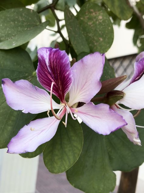 Bauhinia variegata Bauhinia Variegata, Ornamental Trees, Trees, Plants, Flowers, Quick Saves