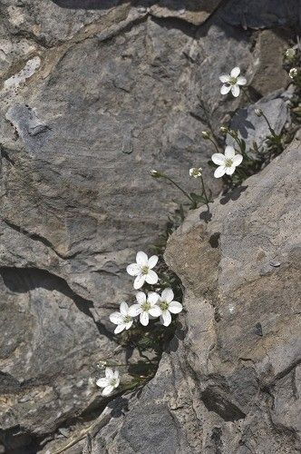 Flowers Growing In Cracks, Flowers Growing Through Cracks, Strong Flower, Garden Corner Ideas, Alps Italy, Alpine Flowers, Garden Corner, Rock Flowers, Daisy Johnson