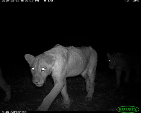 African Lion camera trap | Flickr - Photo Sharing! Nocturnal Animals, African Lion, Dark Grunge, Animal Planet, New Perspective, Big Cats, Night Vision, Dark Aesthetic, In The Dark