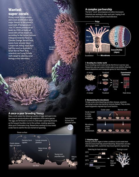 Infographics — Chris Bickel Illustration Anatomical Illustration, Scientific Poster Design, Biology Poster, Science Infographics, Medical Illustrations, Scientific Poster, Research Poster, Information Visualization, Data Visualization Design