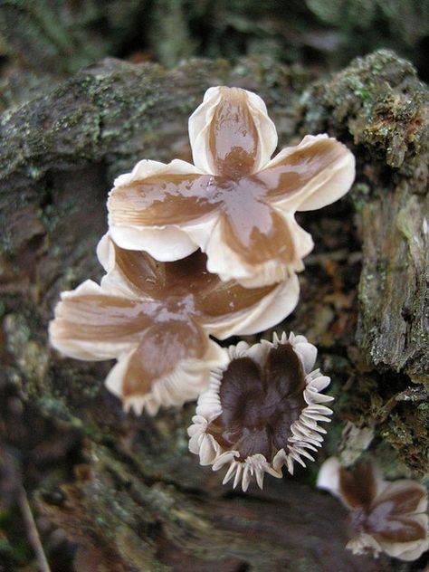 https://flic.kr/p/4atgGj | Weird exploding popcorn mushrooms Interesting Mushrooms, Shroom Growing, Weird Mushrooms Photography, Decay Mushrooms, Mushrooms In Nature Forests, Lichen Moss, Mushroom Pictures, Mushroom Hunting, Plant Fungus