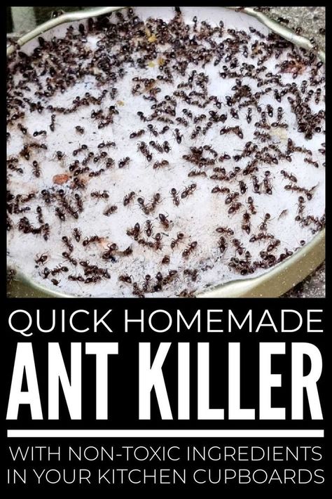 Homemade Ant Killers Kitchen Ants, Home Remedies For Ants, Flea Spray For House, Ant Killer Recipe, Homemade Ant Killer, Ant Spray, Ant Repellent, Kill Ants, Rid Of Ants