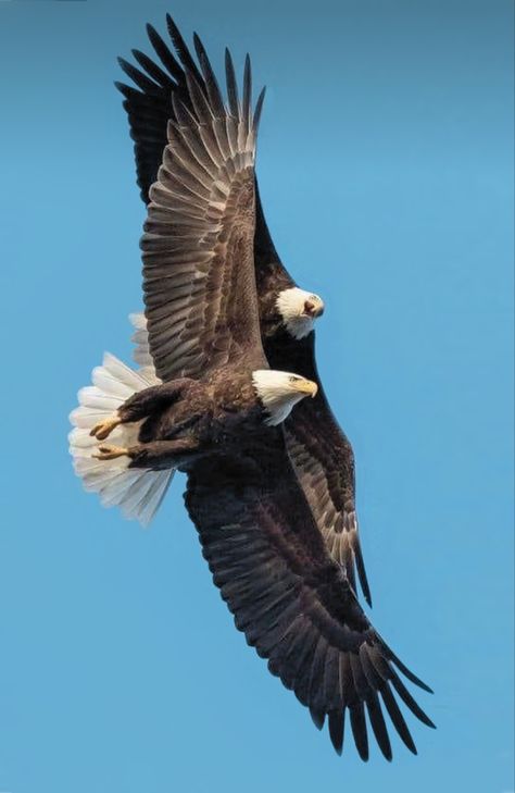 Eagles In Flight, Bald Eagle Pictures, Eagle Images, Eagle Wallpaper, Eagle Pictures, Amazing Birds, Bald Eagles, Most Beautiful Birds, Best Pics