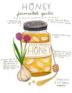 Madison Safer Illustration Honey Fermented Garlic, Madison Safer, Gardeners Journal, Homestead Pantry, Fermented Garlic, Magic Corner, Kitchen Witch Recipes, Herbal Recipes, Herbal Apothecary