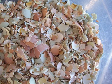 Bake the egg shells to dry them out before crushing them and feeding them back to the chickens. Diy Dust Bath, Pvc Chicken Feeder, Chicken Pecking, Chicken Feeders, Chicken Treats, Chicken Feeder, Keeping Chickens, Chicken Feed, Farm Fresh Eggs