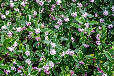 Winter Daphne Evergreen Shrubs, Winter Daphne, Daphne Shrub, Daphne Plant, Hycroft Manor, Fragrant Garden, Manor Wedding, Evergreen Shrubs, Landscaping Plants