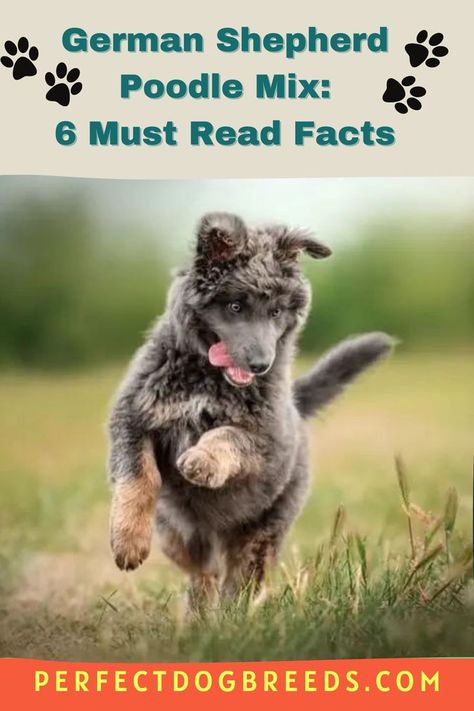 Here are six must-read facts about German shepherd poodle mix breed dogs that you need to know before introducing this pup into your home. From standard information like grooming to the best food for your pup, knowing everything about the dog breed you are thinking of getting is crucial. Read this article by Perfect Dog Breeds now for more. #germansheperd #mixbreeddog #poodlemix #poolemixbreed #germansheperdpoodlemix German Shepherd Poodle Mix, Mix Breed Dogs, Poodle Mix Breeds, German Shepherd Mix, German Shep, Most Popular Dog Breeds, Breed Dogs, Poodle Mix, Mixed Breed Dogs