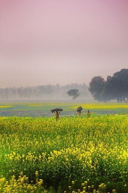 Sarson Ke Khet, Mustard Field, India Landscape, Travel Honeymoon, Punjab Pakistan, Village Photography, Green Field, Mustard Greens, Village Life