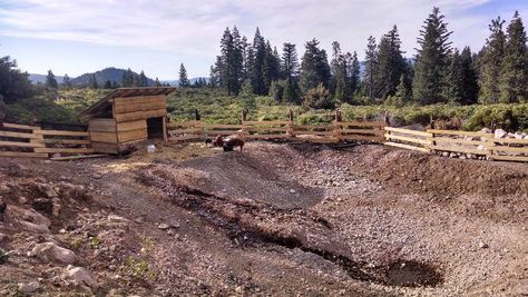 Gleying with pigs to seal soil for ponds. The discussion topic has links to another thread on Permies about gleying. The last post has links to a study http://www.csbe-scgab.ca/docs/journal/29/29_2_99_raw.pdf  The Sealing of Soils by Manure. Preliminary Investigations. California Permaculture, Building A Pond, Garden Pond Design, Natural Pond, Natural Swimming Pools, Natural Swimming Pool, Pig Farming, Pond Design, Garden Pond