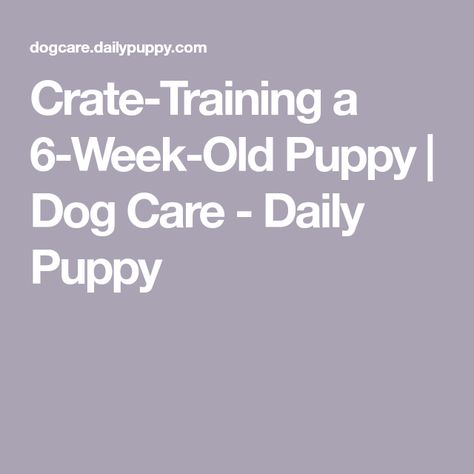 Crate-Training a 6-Week-Old Puppy | Dog Care - Daily Puppy Puppy Training Schedule By Age, Puppy Schedule, Puppy Training Schedule, Crate Training Puppy, Puppy Time, Pitbull Puppy, Crate Training, Puppy Care, Dog Runs