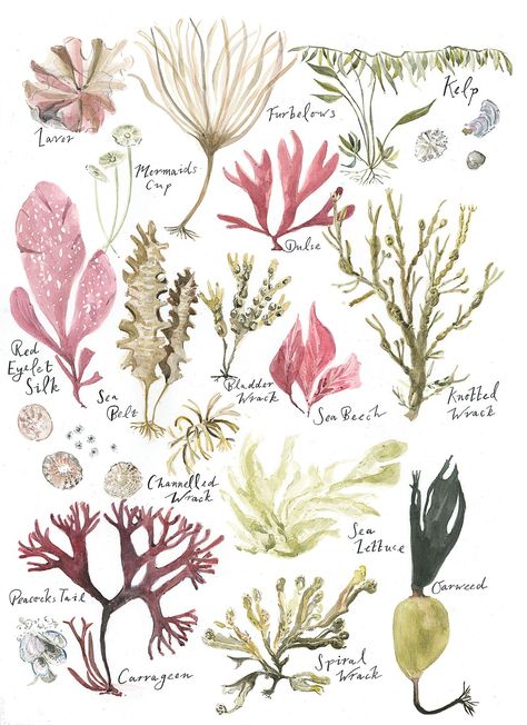 Sea Illustration Art, Animal Plates, Underwater Plants, Sea Illustration, Sea Plants, Art Commissions, Riso Print, Book Illustrations, Plant Illustration