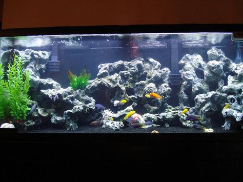 Fresh water tank with black gravel Aquarium Gravel Ideas Decor, Fish Tank With Black Gravel, Fish Tank With Black Sand, Blackwater Aquascape, 55 Gallon Tank, Cichlid Aquarium, Aquarium Gravel, Fish Tank Terrarium, Cool Fish Tanks