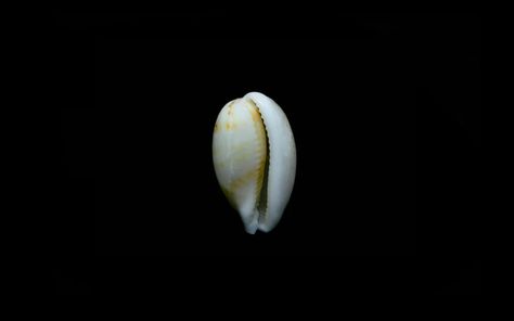 Cowrie Shells | History, Facts & Use In Jewellery | Ben's Beach Blog – Bensbeach Shell Divination, Shell Meaning, Beach Jewellery, West African Countries, Cowry Shell, Cowrie Shells, Cowrie Shell, Shell Jewelry, History Facts