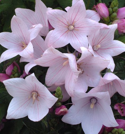 Astra Pink Balloon Flower - The balloon shaped buds pop open to perfect star shaped flowers. This is a compact, long blooming plant with bright pink blooms that make a good cut flower. Add it to beds and borders for summer garden color. Platycodon Grandiflorus, Deer Garden, Flowers For Sale, Perennial Flowers, Flower Guide, Nothing But Flowers, Pink Garden, Balloon Flowers, Herbaceous Perennials