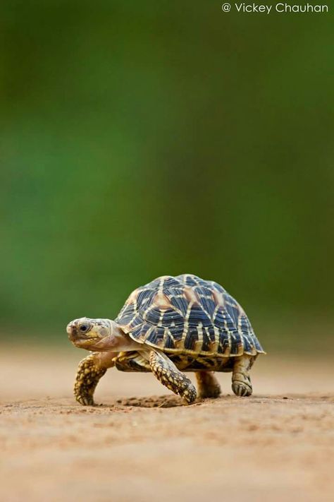 Indian Star Tortoise Tortoise Reference Photo, Hewan Kura Kura, Indian Animals Photography, Tortoise Images, Tortoise Aesthetic, Tortoise Photo, Tortoise Photography, Tortoise Wallpaper, Turtles Photography