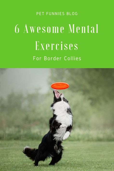 Games For Border Collies, Border Collie Puppy Training, Border Collie Colors, Caine Husky, Border Collie Training, Beach Dogs, Mental Exercises, Dog Needs, Collie Puppies