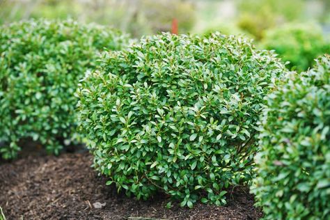 The Perfect Substitute for Boxwood – New Hollies Boxwood Alternative Front Yards, Soft Touch Holly Landscaping, Holly Bushes Front Yard, Hoogendorn Holly, Steeds Holly, American Boxwood, Boxwood Bush, Holly Shrub, Holly Bush