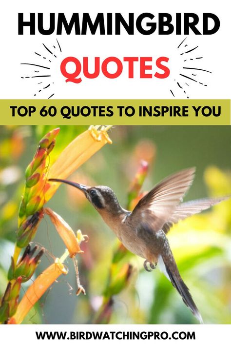 Hummingbird Quotes Hummingbird Sayings Quotes, Humming Bird Quote, Hummingbird Quotes Simple, Hummingbird Quotes Inspirational, Hummingbird Sayings, Hummingbird Spiritual Meaning, Hummingbird Quotes, Bird Poems, Spring Poem